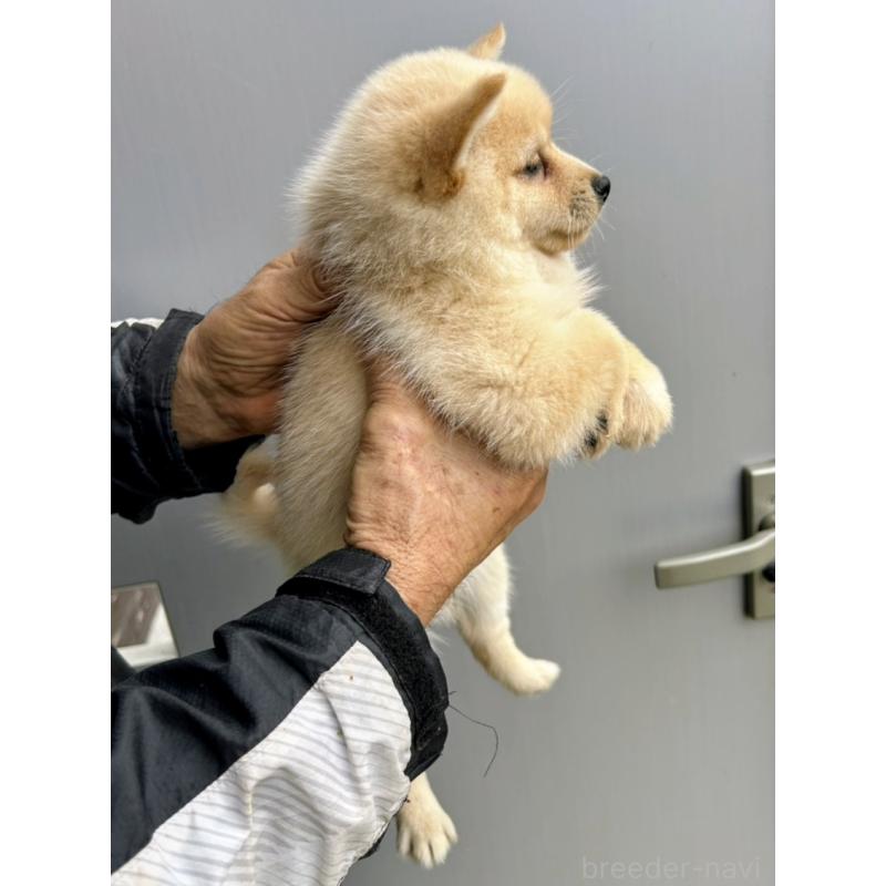 販売中の福岡県のミックス犬-428537の3枚目
