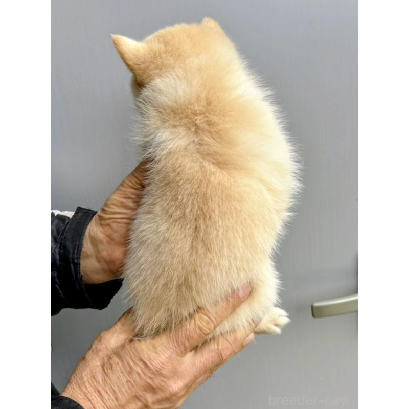 販売中の福岡県のミックス犬-428537の2枚目