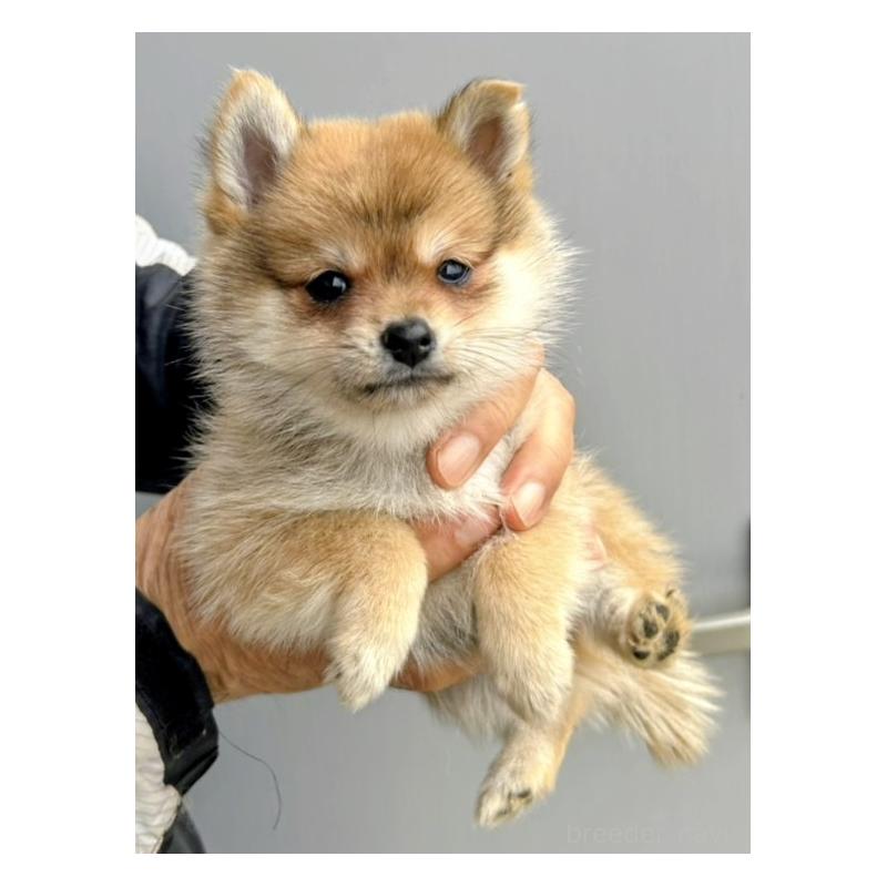 販売中の福岡県のミックス犬-428538