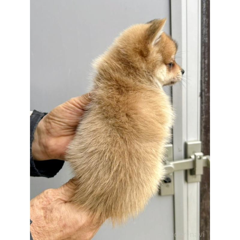 販売中の福岡県のミックス犬-428538の2枚目