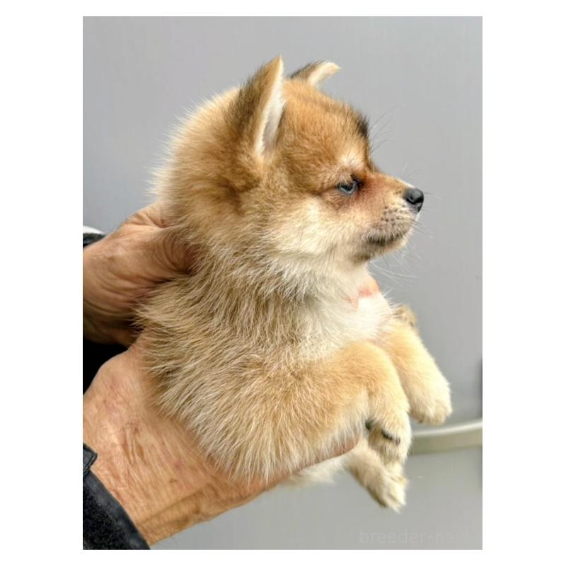 販売中の福岡県のミックス犬-428538の3枚目