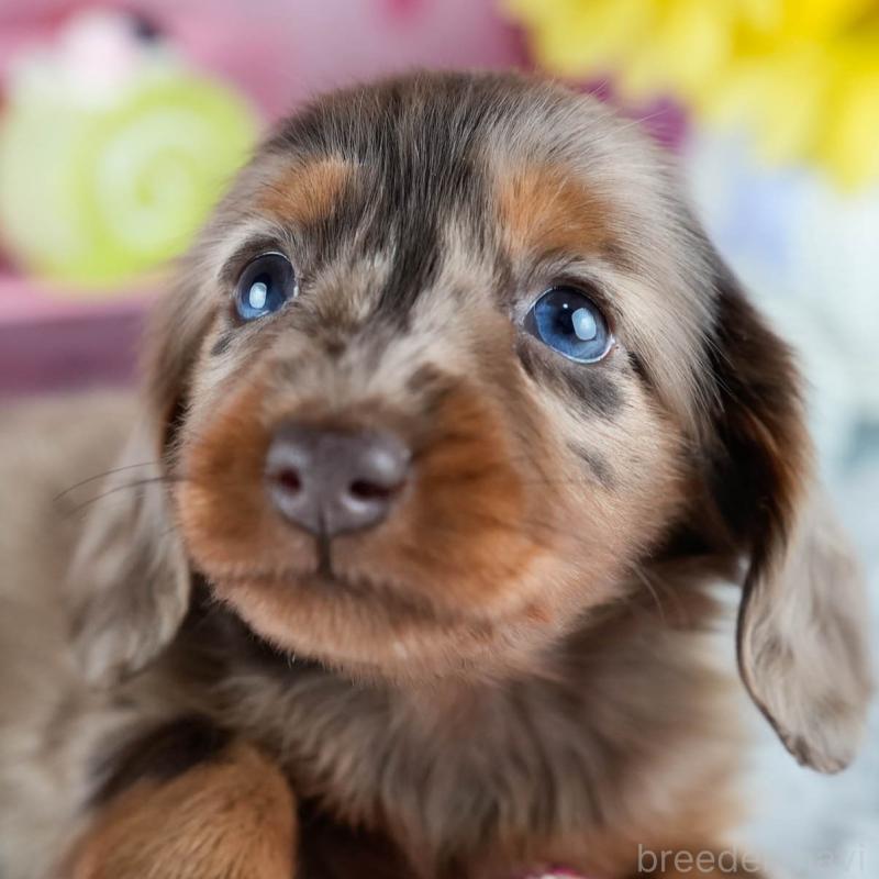 販売中の茨城県のミニチュアダックスフンド(ロングヘアード)-428543の8枚目