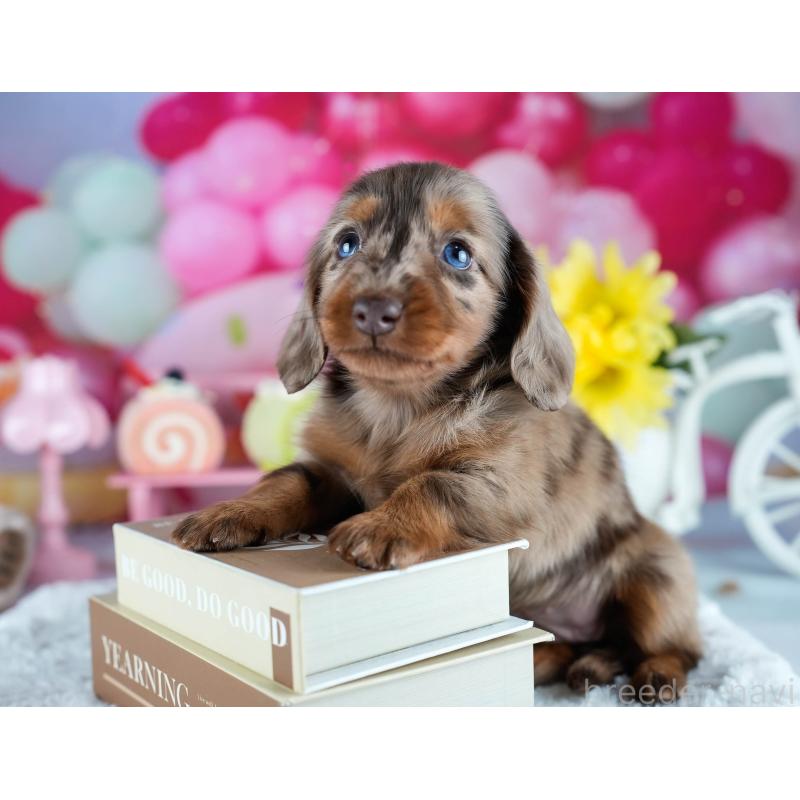 販売中の茨城県のミニチュアダックスフンド(ロングヘアード)-428543の7枚目