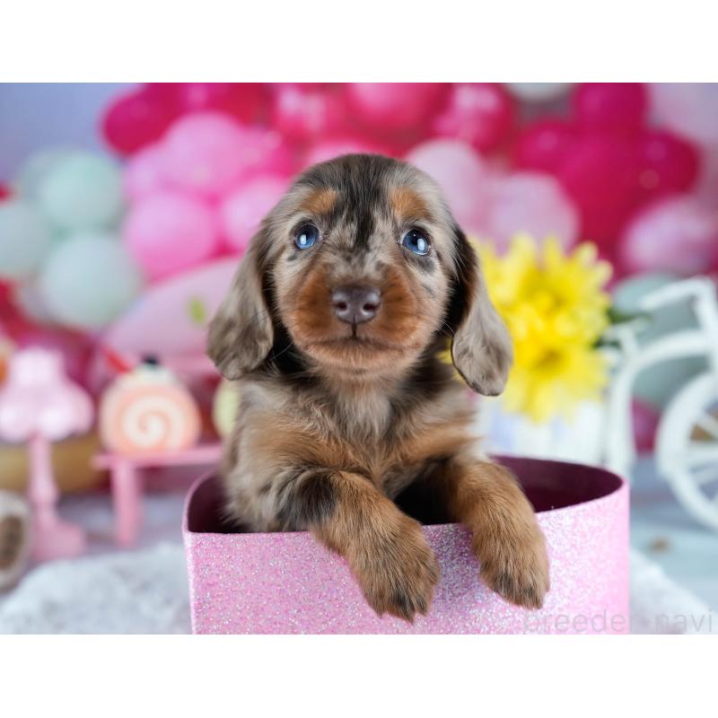 販売中の茨城県のミニチュアダックスフンド(ロングヘアード)-428543の6枚目