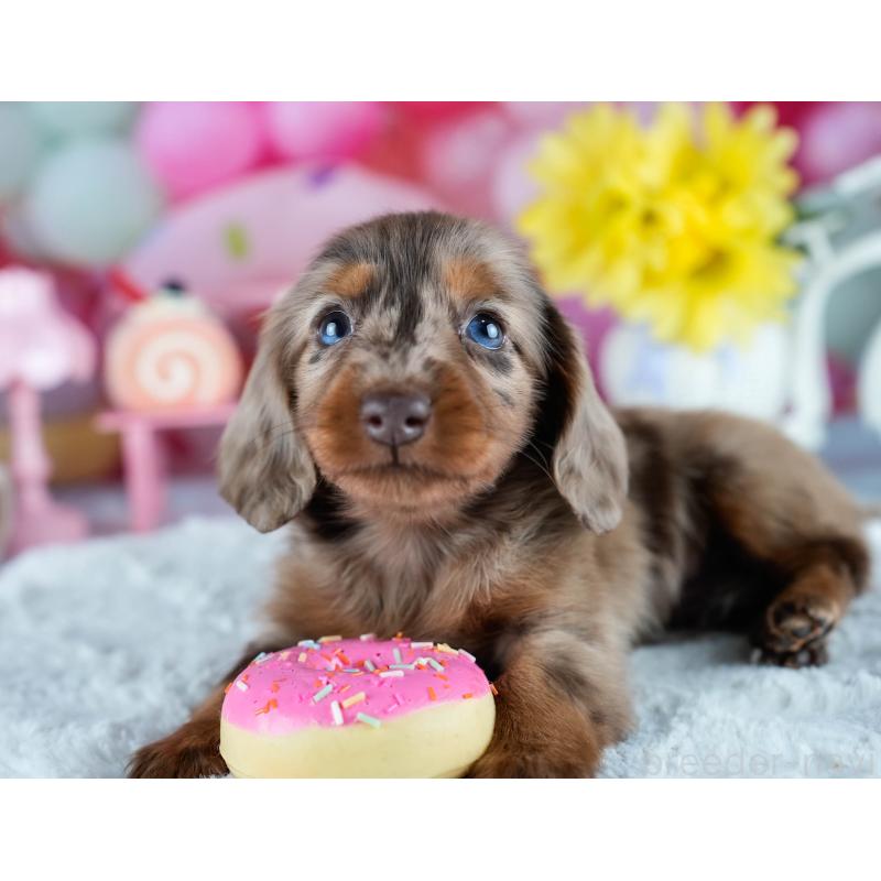 販売中の茨城県のミニチュアダックスフンド(ロングヘアード)-428543の5枚目