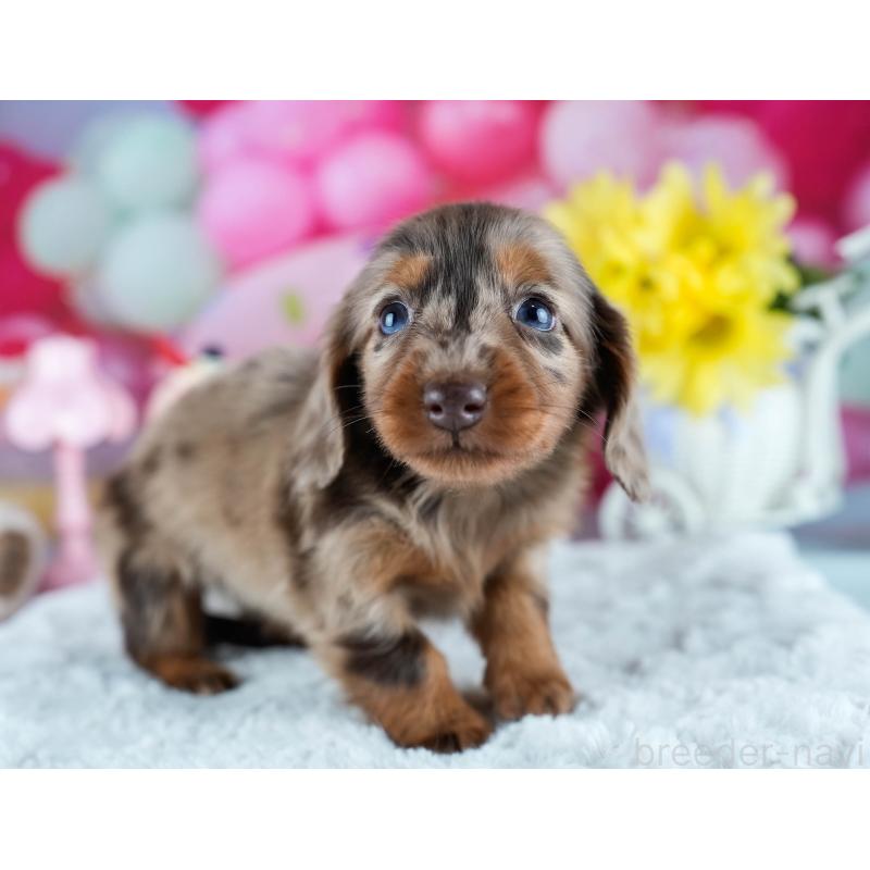 販売中の茨城県のミニチュアダックスフンド(ロングヘアード)-428543の4枚目