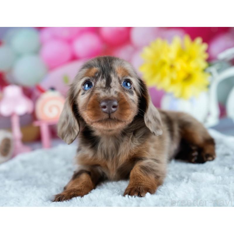 販売中の茨城県のミニチュアダックスフンド(ロングヘアード)-428543の3枚目