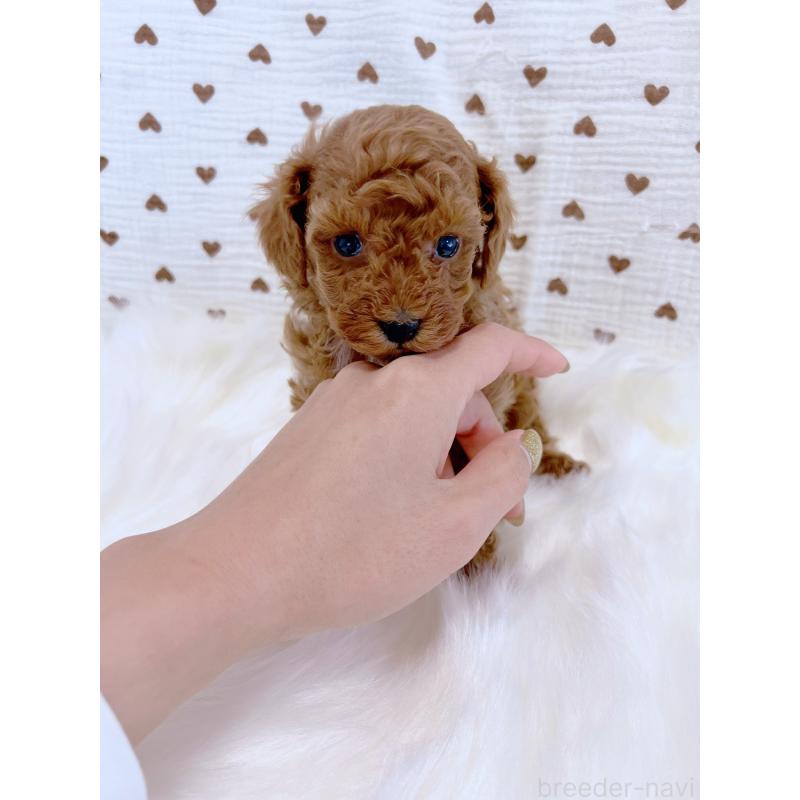 販売中の愛知県のティーカッププードル-428544の2枚目