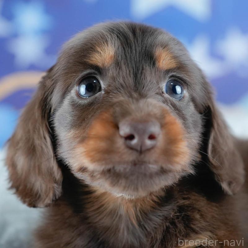 販売中の茨城県のミニチュアダックスフンド(ロングヘアード)-428546