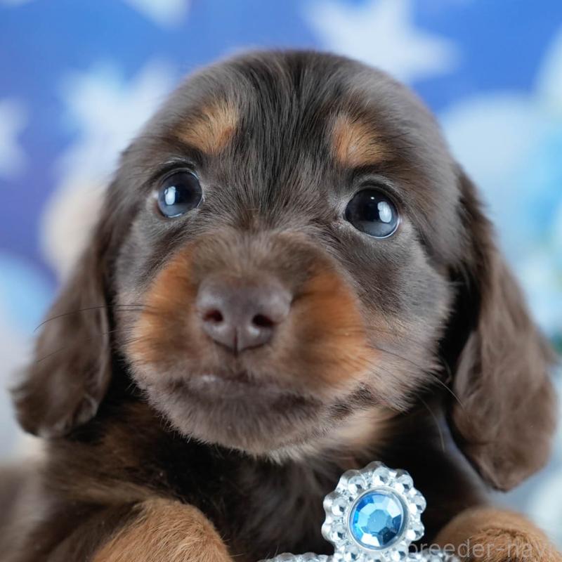 販売中の茨城県のミニチュアダックスフンド(ロングヘアード)-428546の8枚目