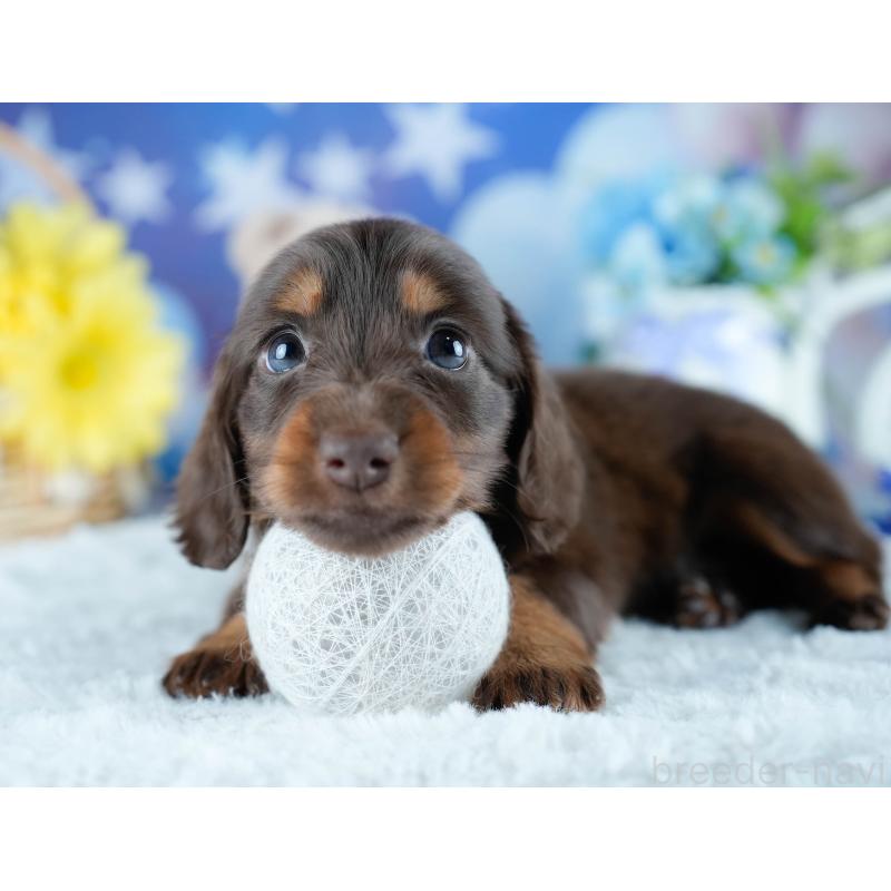 販売中の茨城県のミニチュアダックスフンド(ロングヘアード)-428546の7枚目