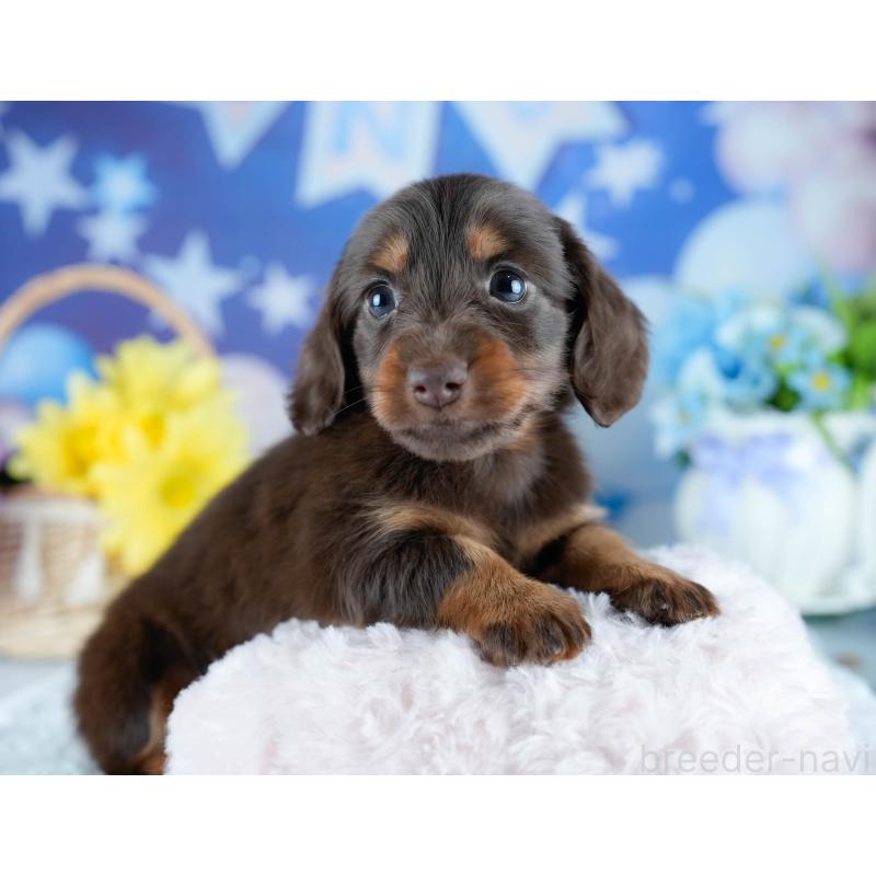 販売中の茨城県のミニチュアダックスフンド(ロングヘアード)-428546の6枚目