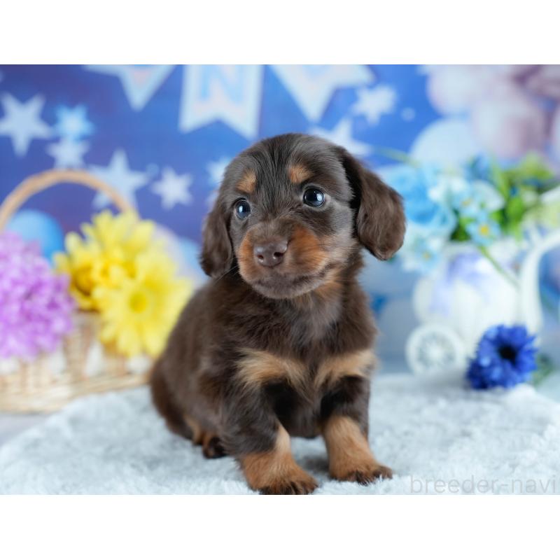 販売中の茨城県のミニチュアダックスフンド(ロングヘアード)-428546の5枚目