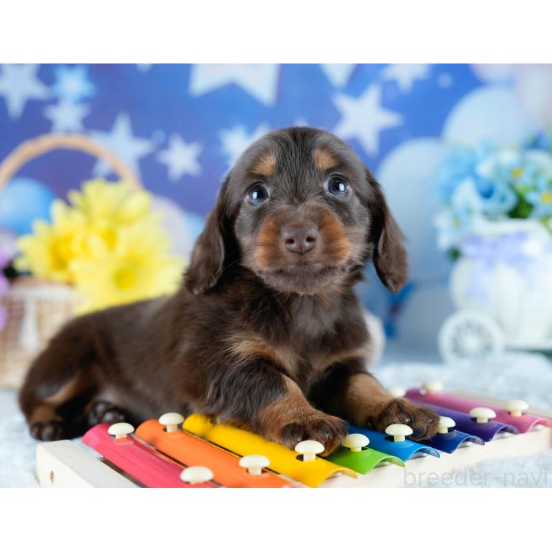 販売中の茨城県のミニチュアダックスフンド(ロングヘアード)-428546の4枚目