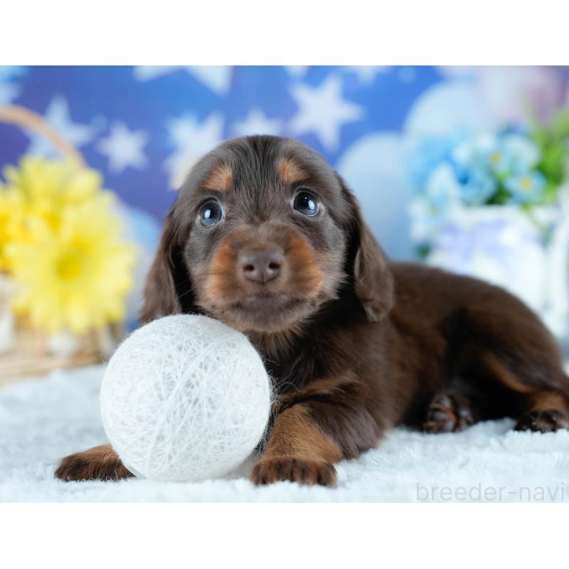 販売中の茨城県のミニチュアダックスフンド(ロングヘアード)-428546の3枚目