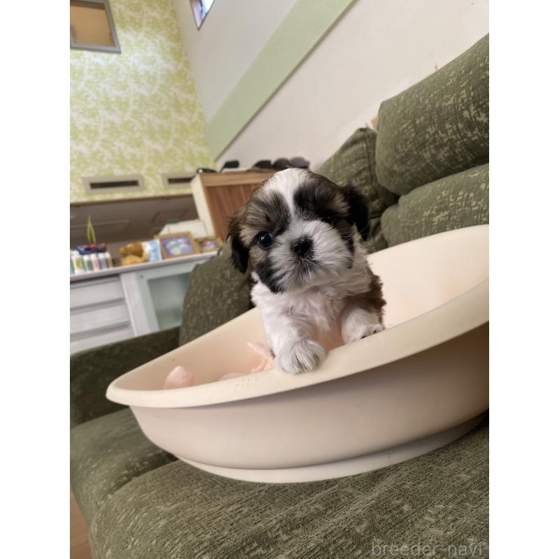 販売中の福岡県のシーズー-428550の6枚目