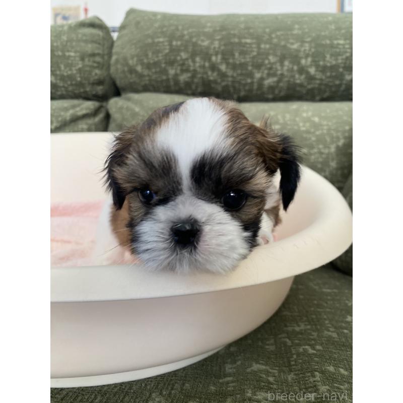 販売中の福岡県のシーズー-428550の5枚目