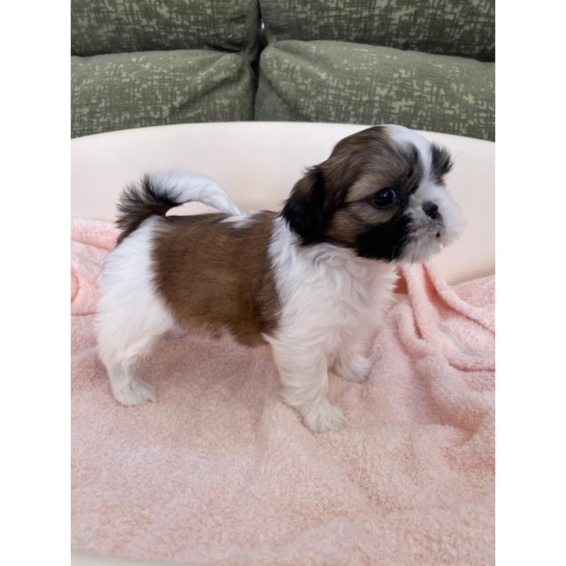 販売中の福岡県のシーズー-428550の4枚目