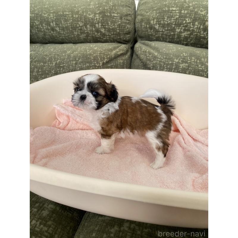 販売中の福岡県のシーズー-428550の3枚目