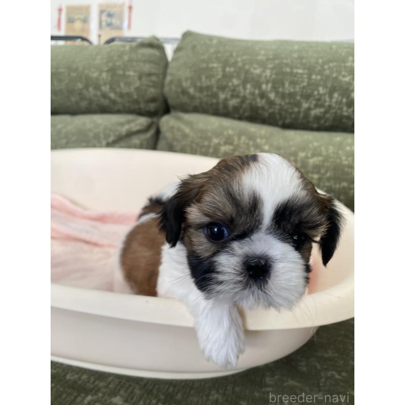 販売中の福岡県のシーズー-428550の2枚目