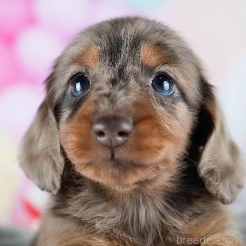 販売中の茨城県のミニチュアダックスフンド(ロングヘアード)-428548