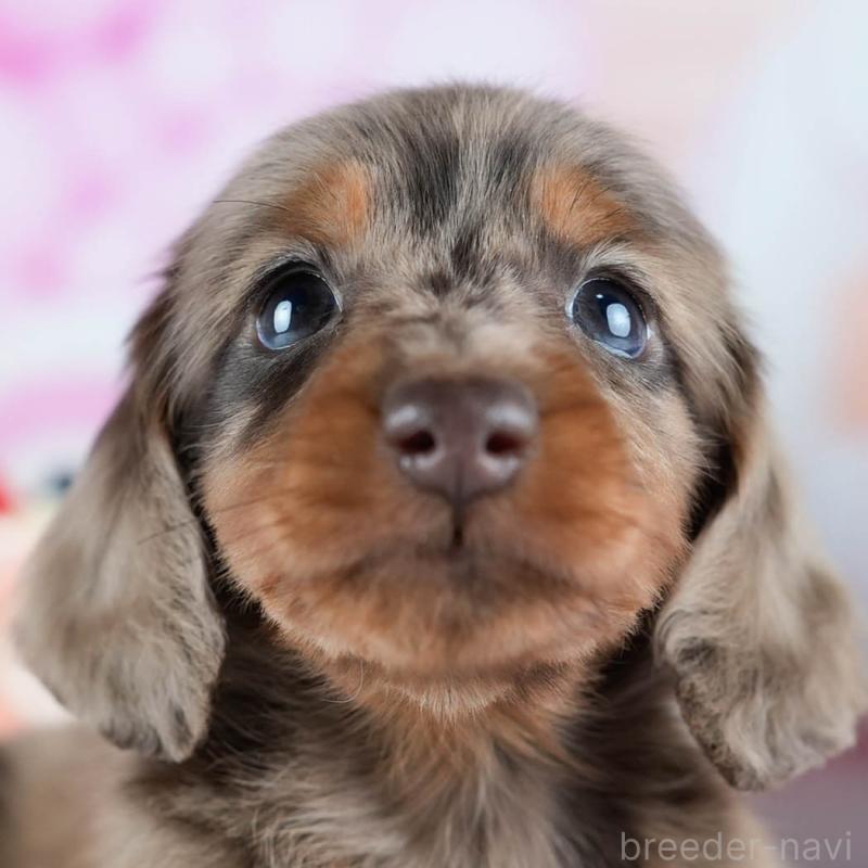 販売中の茨城県のミニチュアダックスフンド(ロングヘアード)-428548の8枚目