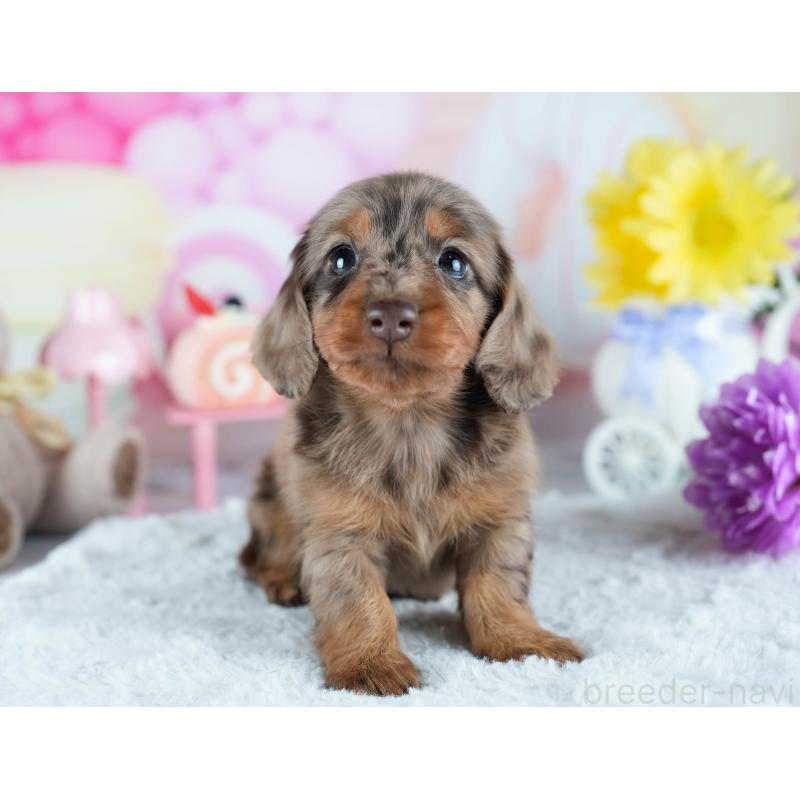 販売中の茨城県のミニチュアダックスフンド(ロングヘアード)-428548の7枚目