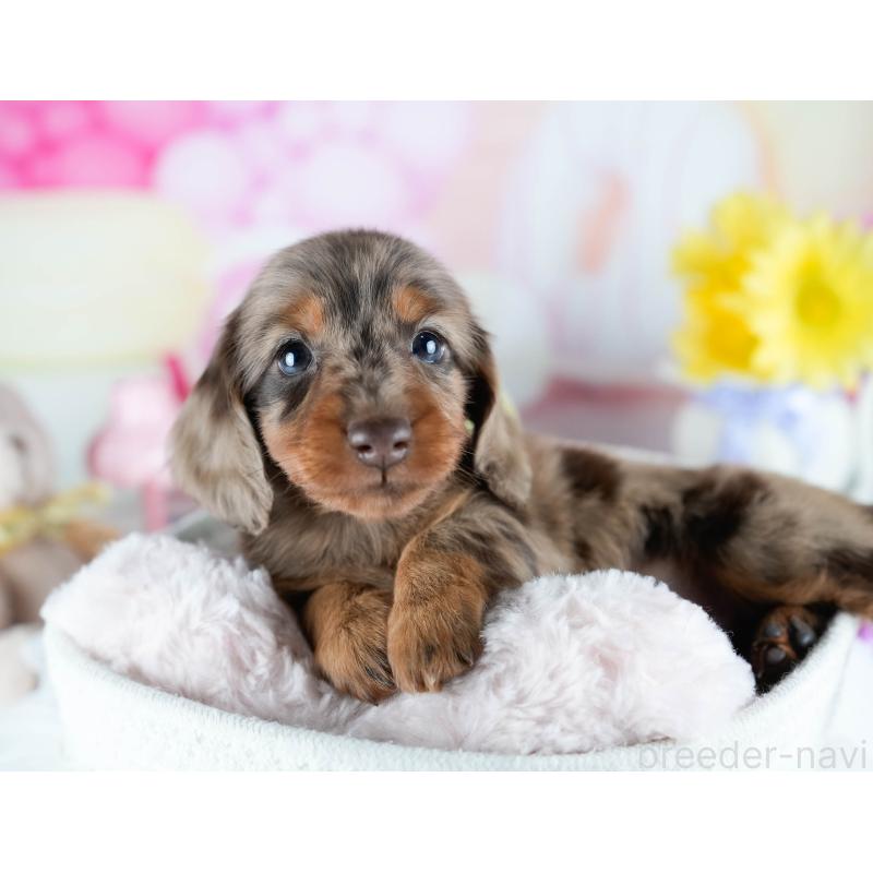 販売中の茨城県のミニチュアダックスフンド(ロングヘアード)-428548の6枚目