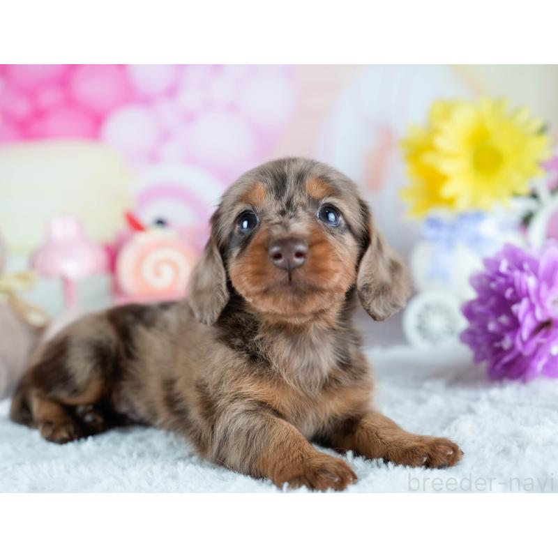 販売中の茨城県のミニチュアダックスフンド(ロングヘアード)-428548の5枚目