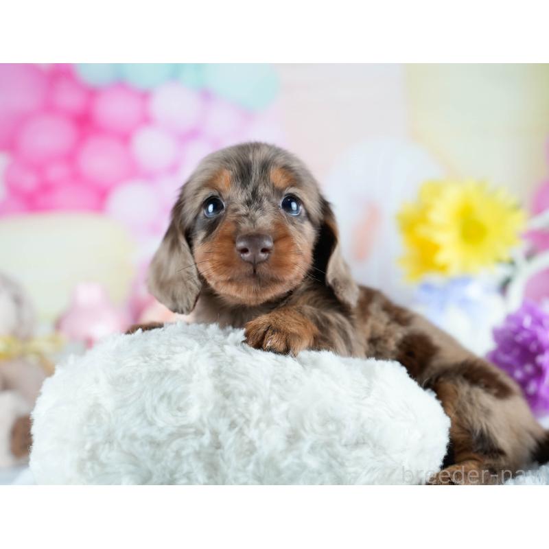 販売中の茨城県のミニチュアダックスフンド(ロングヘアード)-428548の4枚目