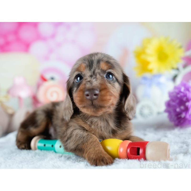 販売中の茨城県のミニチュアダックスフンド(ロングヘアード)-428548の3枚目