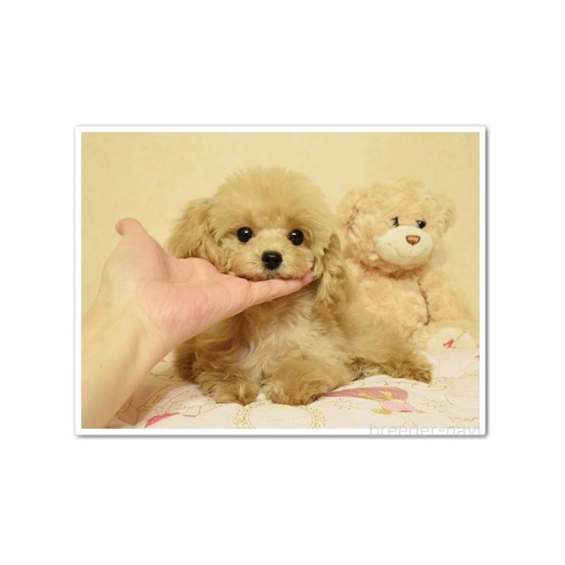 成約済の岩手県のティーカッププードル-414446の2枚目