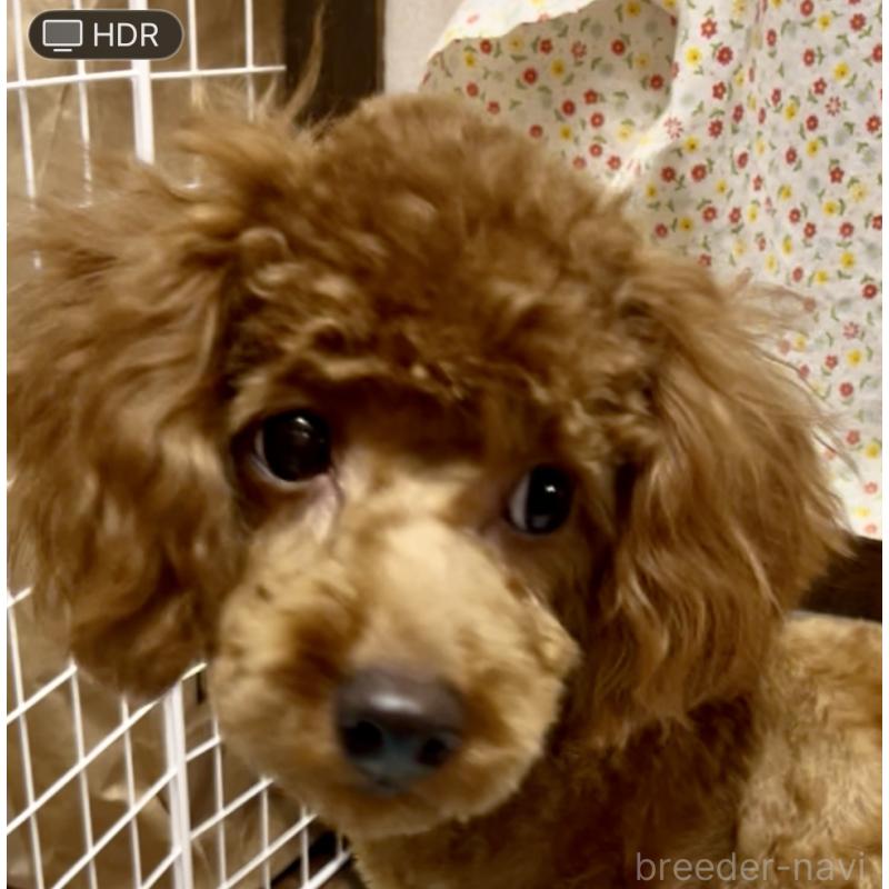 販売中の東京都のミックス犬-428559の2枚目