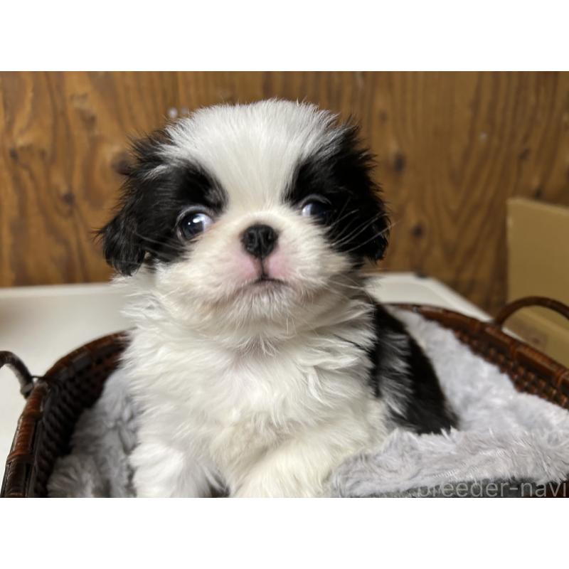 成約済の静岡県の狆 (チン)-427437の7枚目