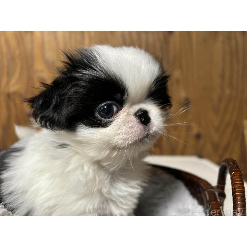 成約済の静岡県の狆 (チン)-427437の6枚目