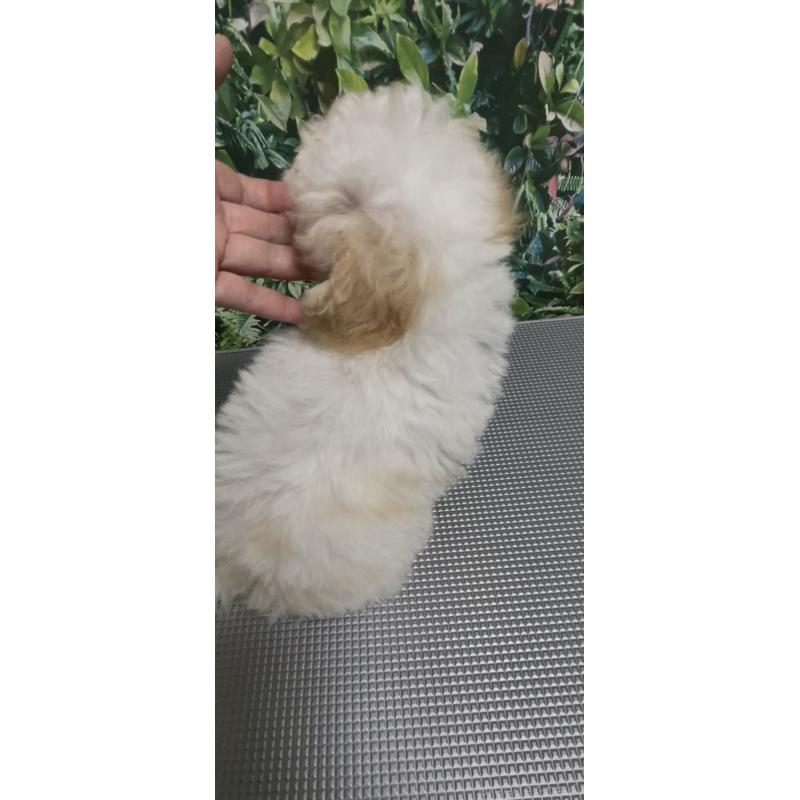 販売中の愛媛県のティーカッププードル-428555の6枚目