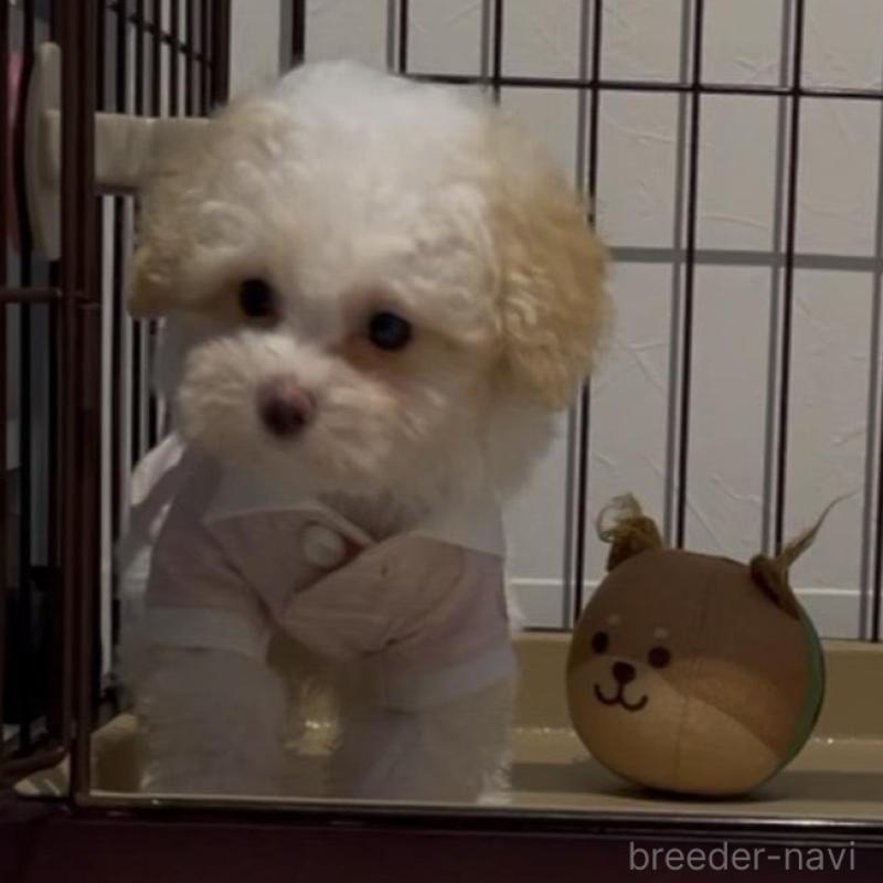 販売中の愛媛県のティーカッププードル-428555の1枚目