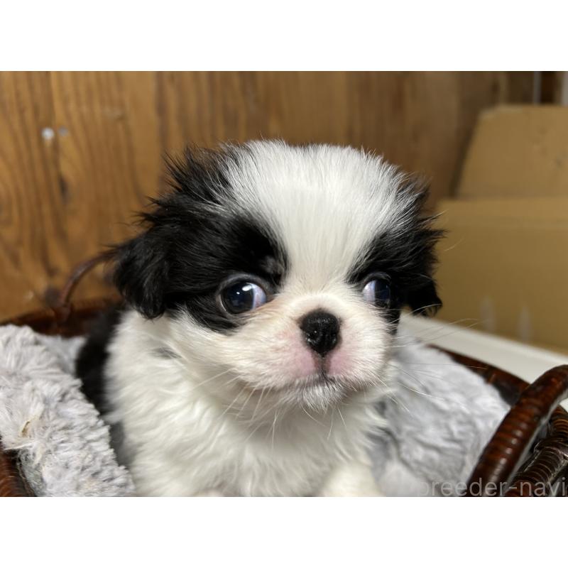 成約済の静岡県の狆 (チン)-427437の4枚目