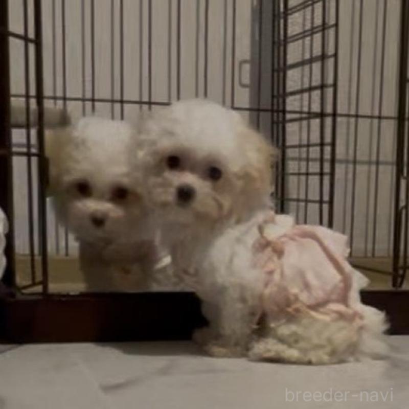 販売中の愛媛県のティーカッププードル-428555の5枚目