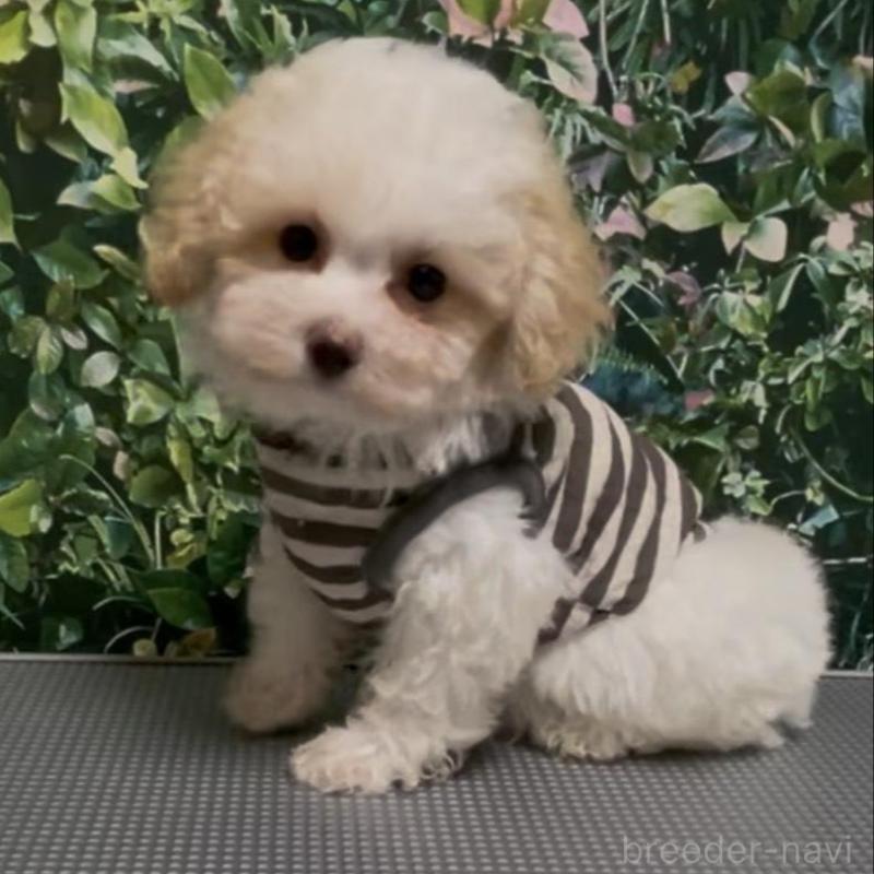 販売中の愛媛県のティーカッププードル-428555の4枚目