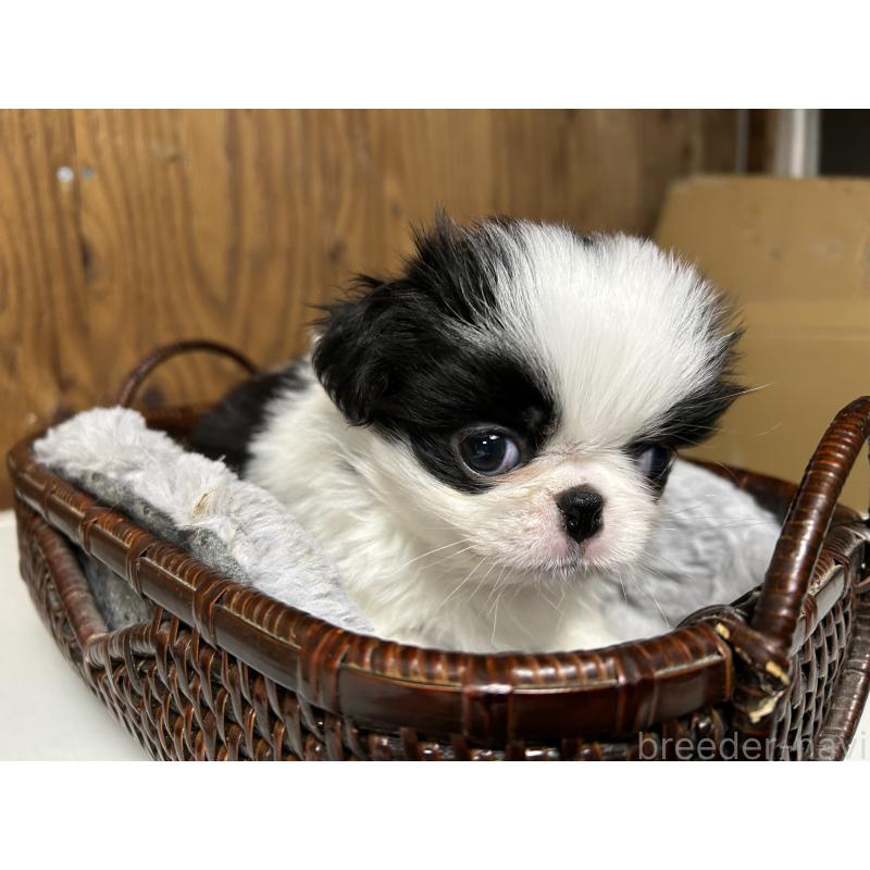 成約済の静岡県の狆 (チン)-427437の3枚目