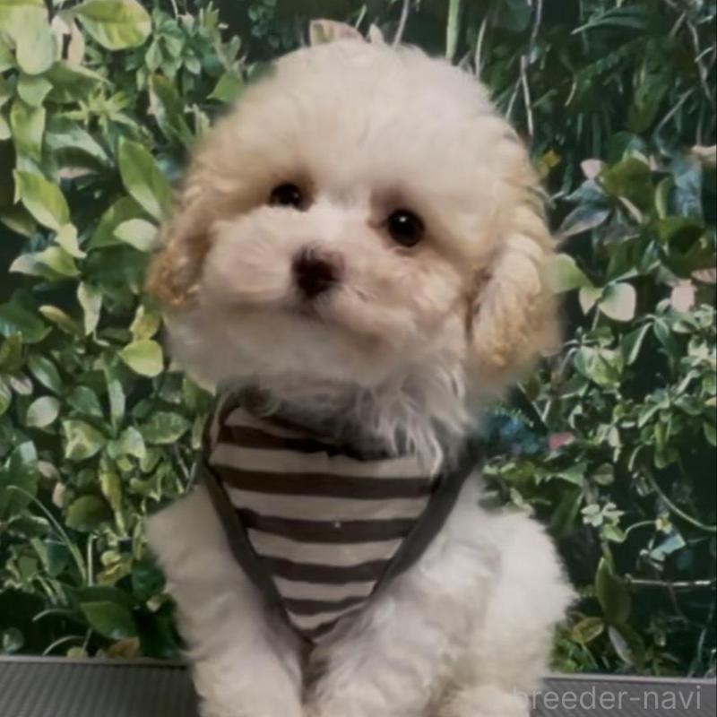 販売中の愛媛県のティーカッププードル-428555の3枚目