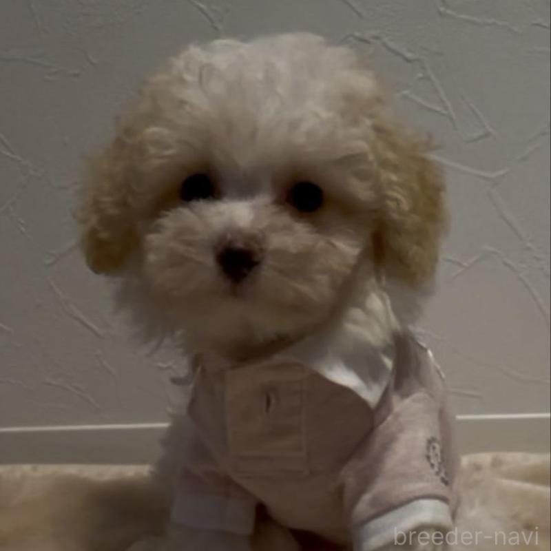 販売中の愛媛県のティーカッププードル-428555の2枚目