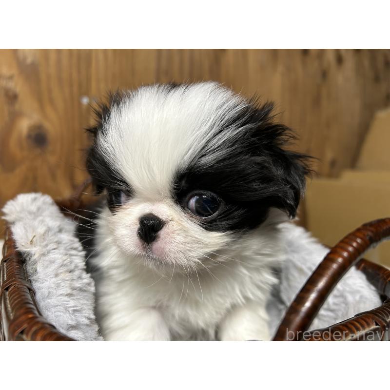 成約済の静岡県の狆 (チン)-427437の2枚目