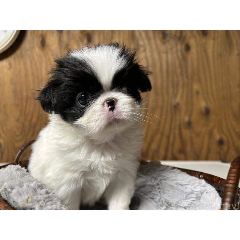 成約済の静岡県の狆 (チン)-427429の8枚目