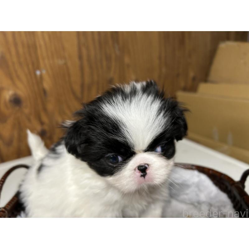 成約済の静岡県の狆 (チン)-427429の6枚目