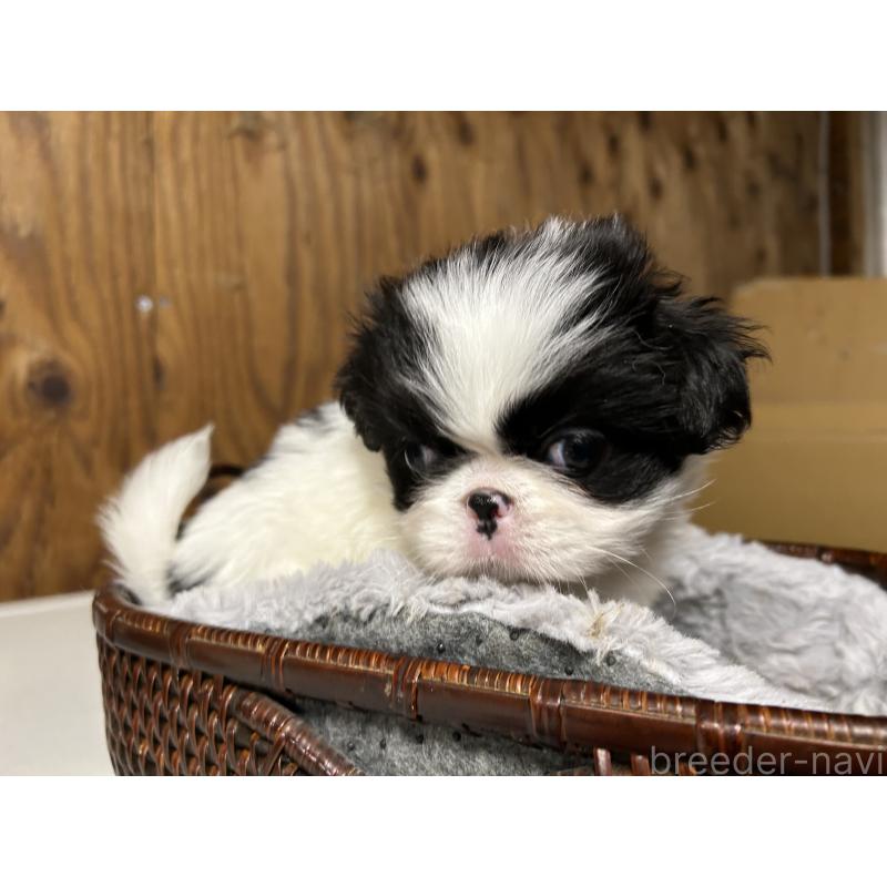 成約済の静岡県の狆 (チン)-427429の4枚目