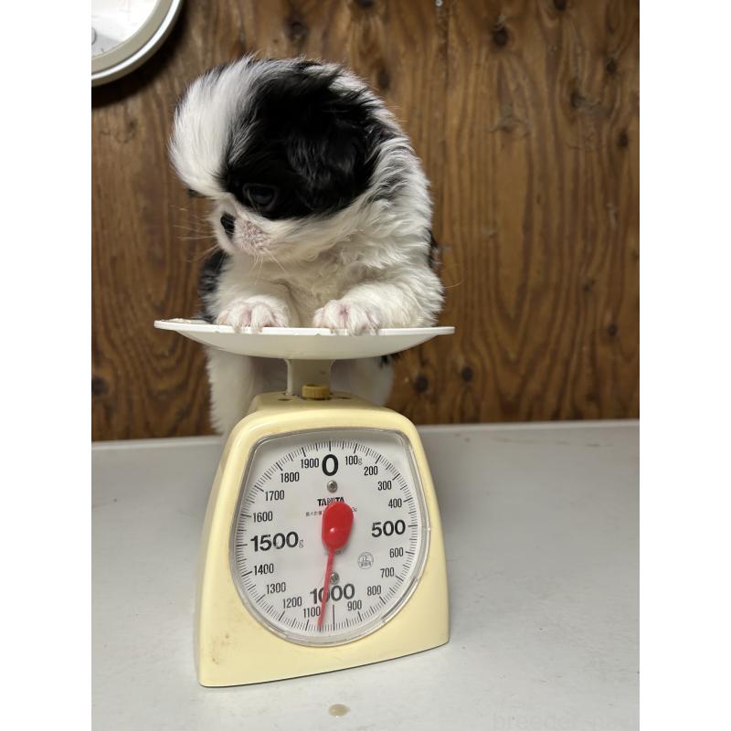 成約済の静岡県の狆 (チン)-427429の2枚目