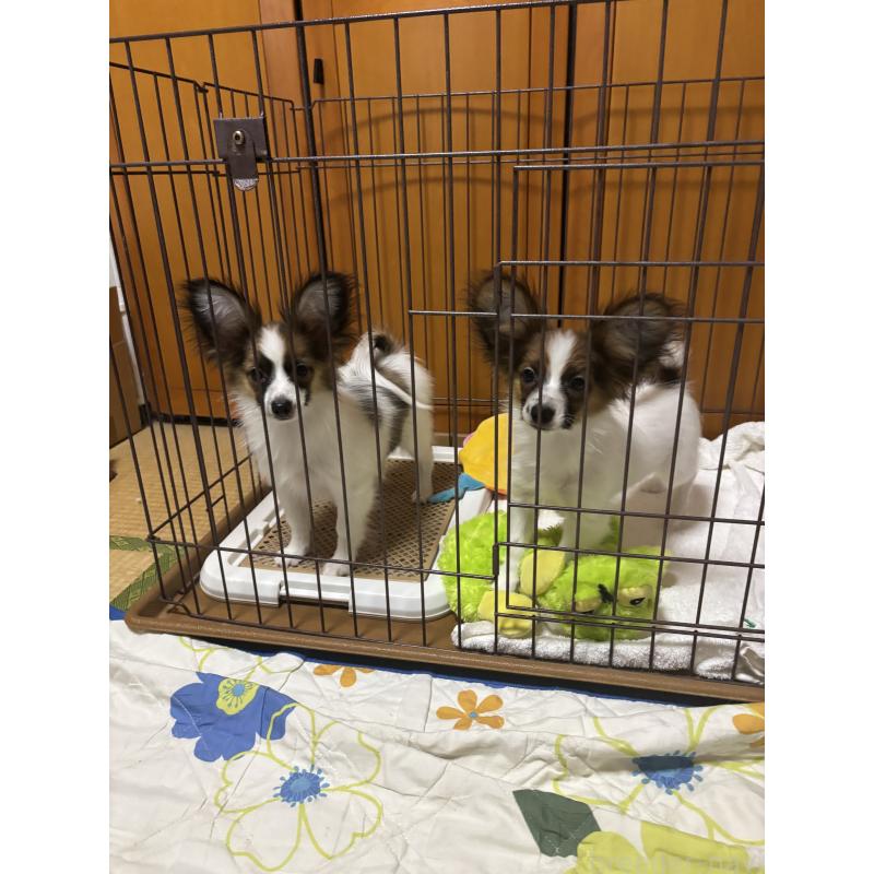 販売中の埼玉県のパピヨン-428562の3枚目