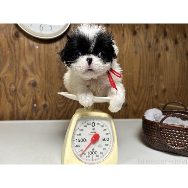 成約済の静岡県の狆 (チン)-424013の8枚目